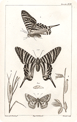 Papillon - Dessin légendé
