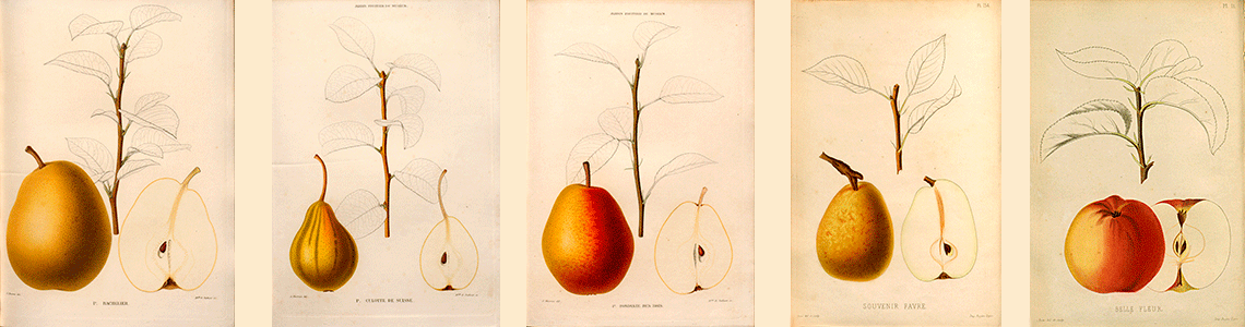 Le jardin fruitier du muséum, tome IV par J. Decaisne 1871-1872