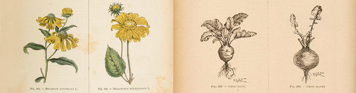 Image de gauche : Dictionnaire d'horticulture illustré. D. Bois. 1893 - 1899, partie 2 Image de droite : Dictionnaire d'horticulture illustré. 1893 - 1899, partie 1