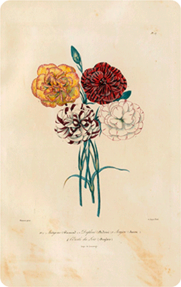 Dessin botanique d'oeillets - 1845