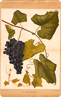 Dessin de feuille de vigne et raisin