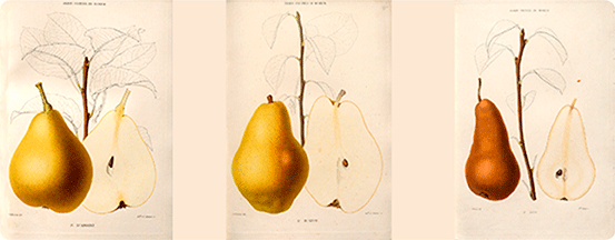 Dessins de poires (Le Jardin fruitier du Muséum - 1871-1872)