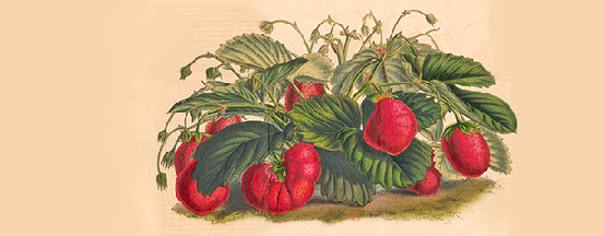 Mammoth strawberry plant (Van Houtte, 1849).