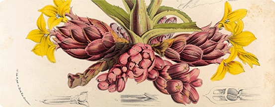 Disteganthus basi-lateralis (originaire de guyane française), broméliacée.