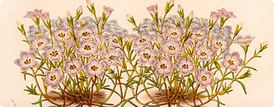 Gilia Dianthoides, flore des serres et des jardins d’Europe, 1856 