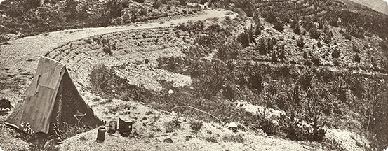 Plantation of hook pine trees, Canton of Chaumasse, Seyne area. Photograph taken by Eugène de Gayffier in 1877, in the context of mountain reforestation and grassing works.