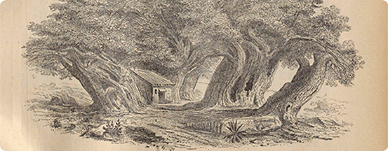 Châtaigniers du Mont Etna, greffés (polyparabiose) à une époque très reculée.