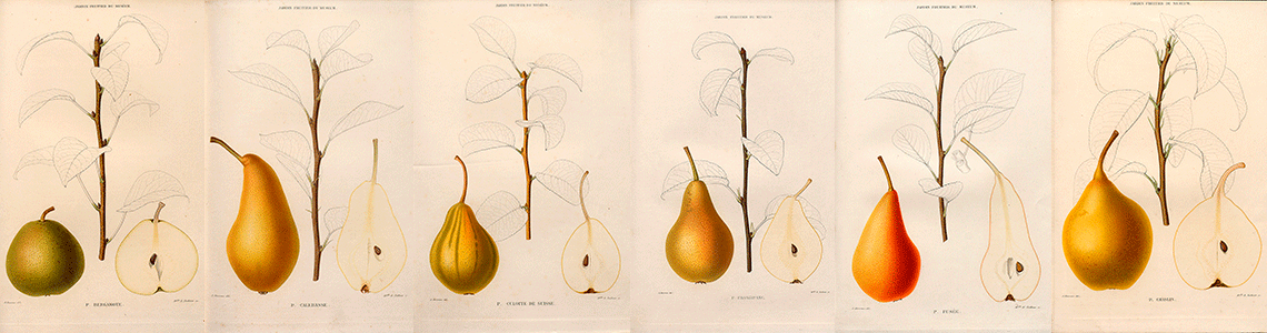 Le jardin fruitier du muséum, tome IV par J. Decaisne, 1871-1872.