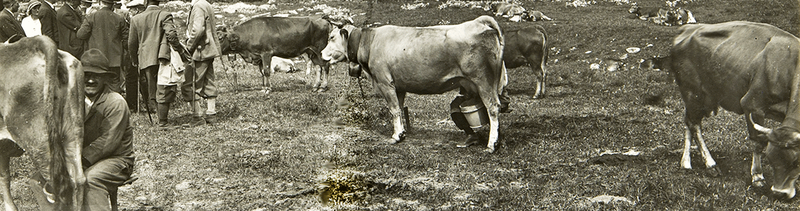 Traite des vaches au piquet sur les pâturages. Commune de Beaufort, 1932