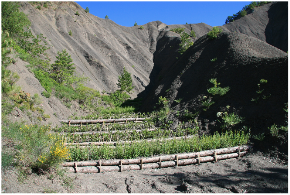 Rôle de piégeage et de rétention de sédiments dans des ravines marneuses érodées (ici l’essai à Fontaugier 2 ans après la plantation)