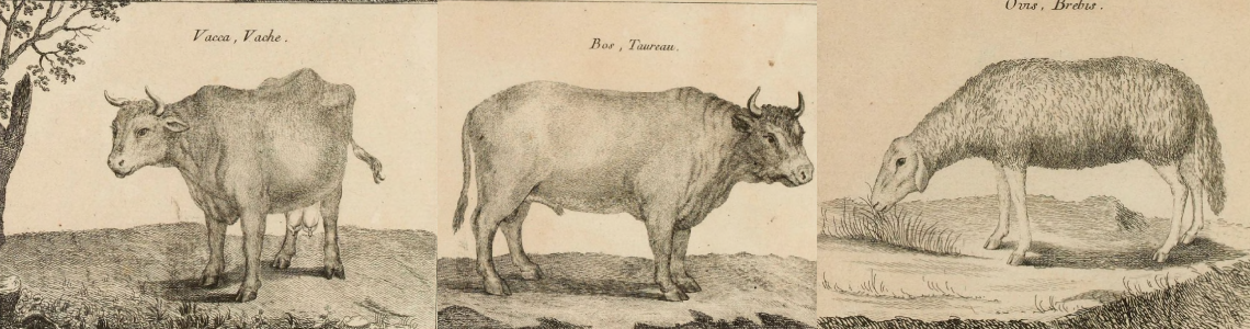 Traité des plantes et des animaux d'usage en médecine, décrits dans la matière médicale de Mr Geoffroy Medecin, dessinés d'après nature par Mr de Garsault. 1767