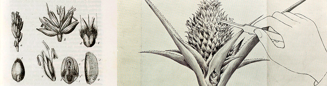 Report of the 3° International conference 1906 on genetics. Cross-pollination of pineapples. 1907 & Eléements d'histoire naturelle médicale Tome II, 2e partie. Dessins de blé d'hiver (triticum salivum, L.) 1849.