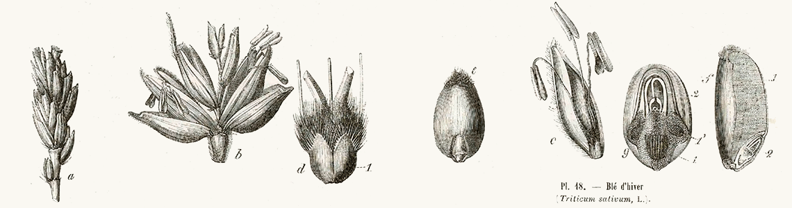 Elements d'histoire naturelle et médicale, tome II, partie 2. A. Richard. 1849