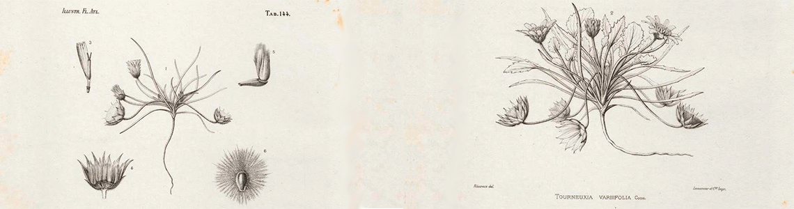 Illustrationes florae atlanticae, seu Icones plantarum novarum, rariorum vel minus cognitarum, in Algeria, necnon in regno Tunetano et imperio Maroccano nascentium. Fascicule 6 . E. Cosson. 1893