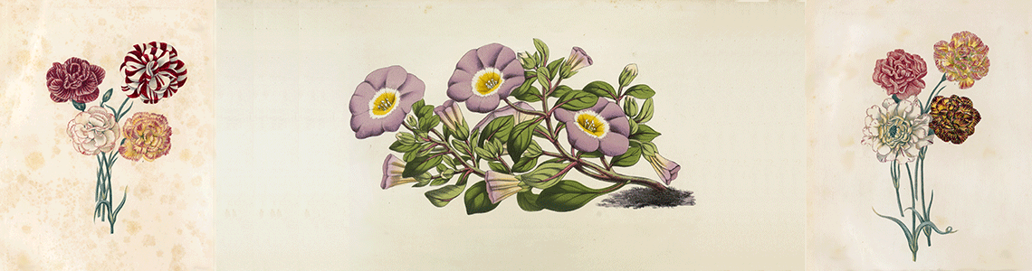 Bandeau avec oeillets et nolana paradoxa violacea